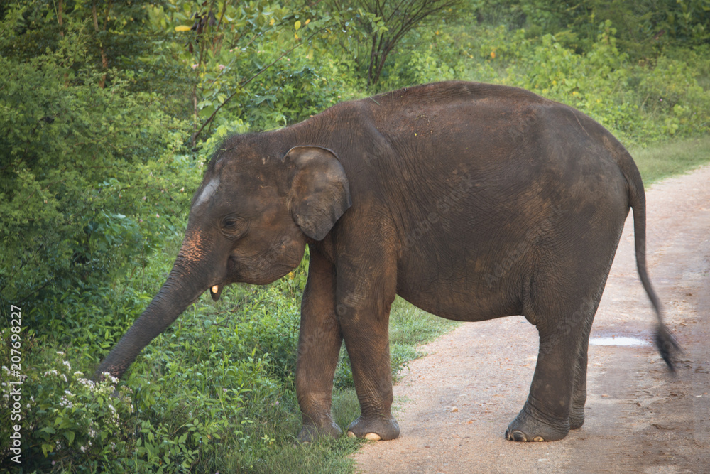 Elephant in Udawalawe, Sri Lanka.
