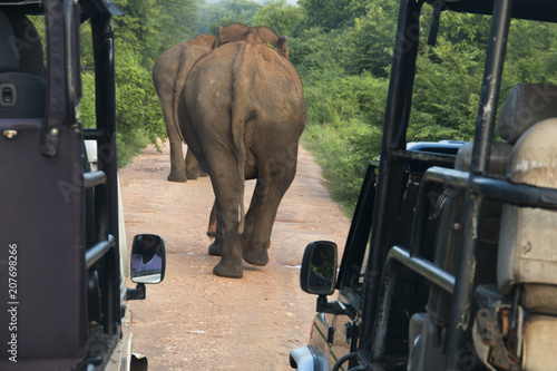 Elephants in Udawalawe, Sri Lanka. photo