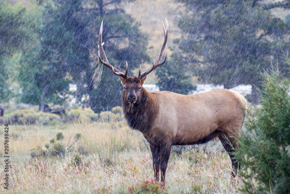 Bull Elk in rain Bull Elk in rain