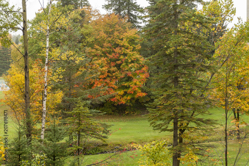 Colorful foliage along creek