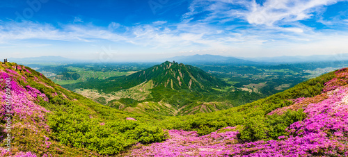 満開のミヤマキリシマ咲く阿蘇 根子岳 © narutake