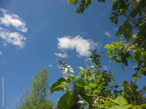 Цветет черемуха.