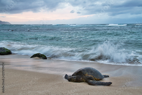 An endangered Hawaiian green sea turtle resting on a beach on Oahu with waves splattering around it and stormy skies.