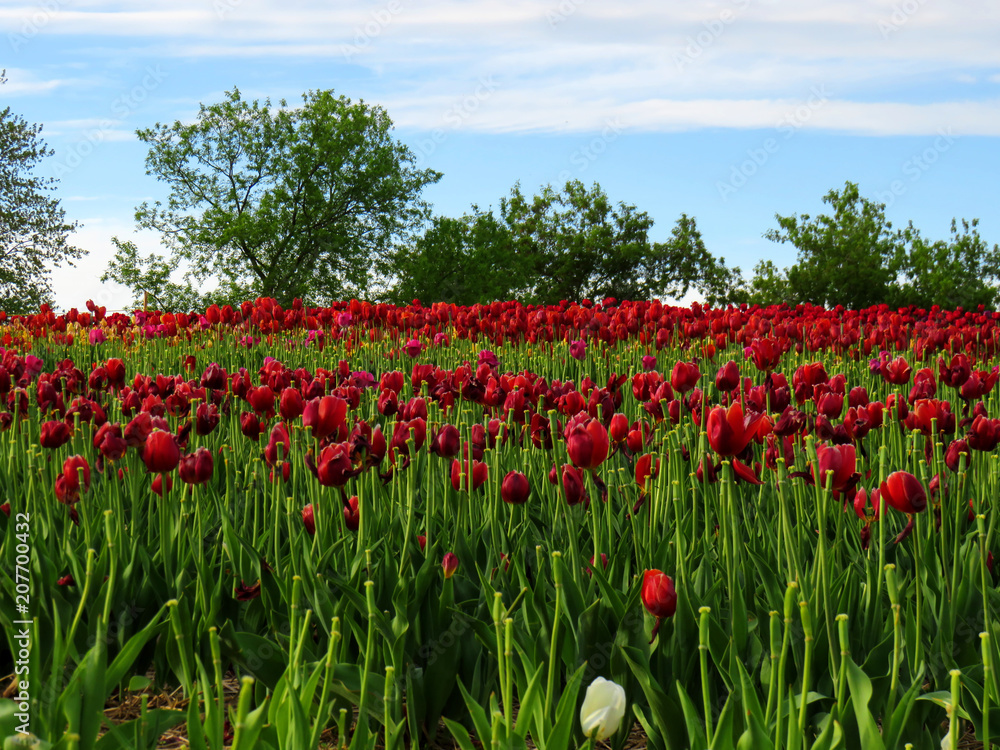 Field covered of red tulips with a beautiful blue sky and trees