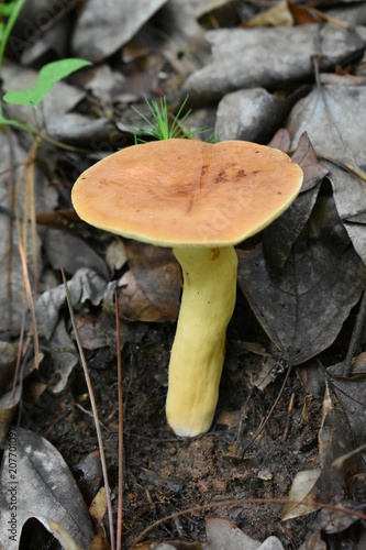 Mushroom