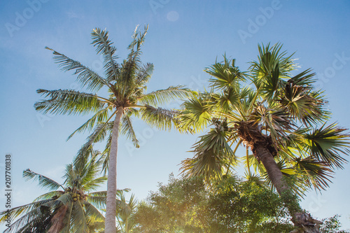 Coconut palm trees