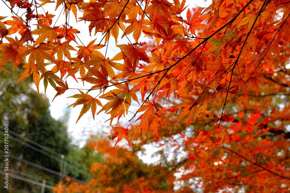 Maple leafs from below in the public park, Japan Maple leafs from below in the public park, Japan