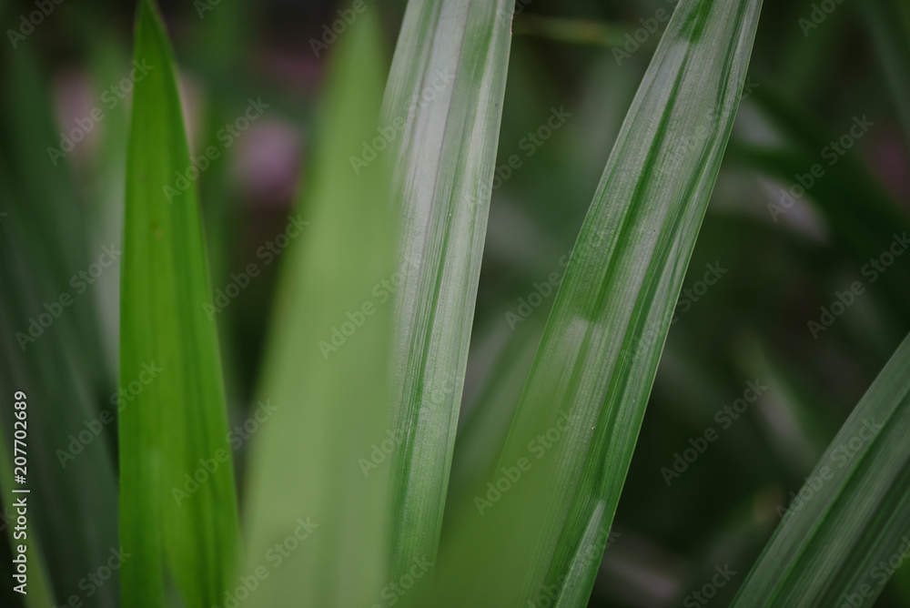 abstract, Green leaf pattern nature dark green background. abstract, Green leaf pattern nature dark green background.
