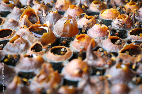 Bee Hive With Honey and Bee Microphotography photo