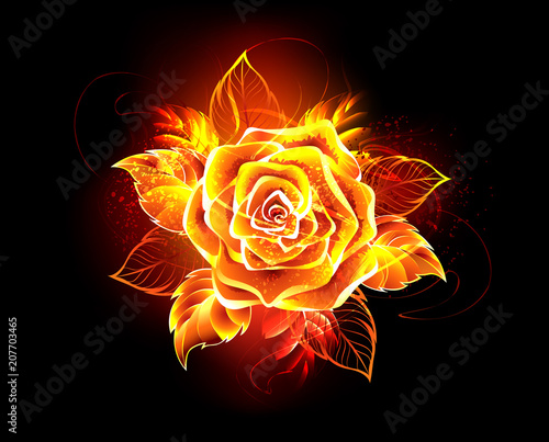 Blooming fire rose