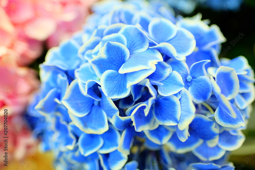 Flower bouquet with colorful Gypsophila and blue white edge Hydrangea macrophylla flower Flower bouquet with colorful Gypsophila and blue white edge Hydrangea macrophylla flower