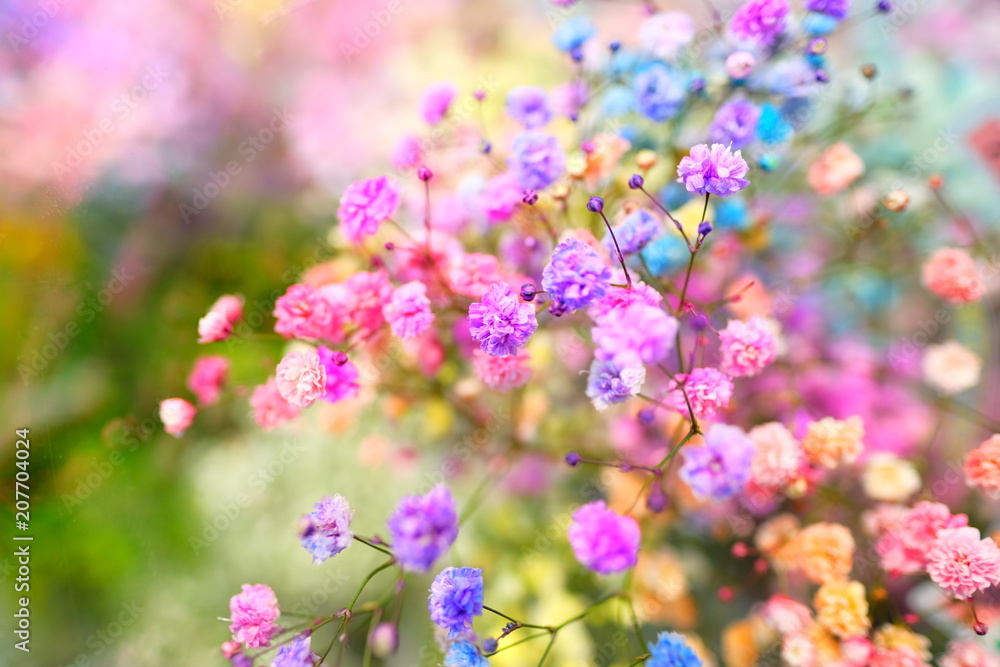 Marco view of colorful Gypsophila in full blossom creamy style Marco view of colorful Gypsophila in full blossom creamy style