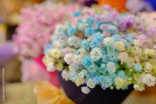 Marco view of colorful Gypsophila in full blossom creamy style