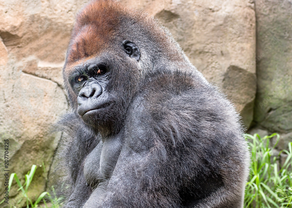 Obraz premium A gorrila is feeling lonely and grumpy