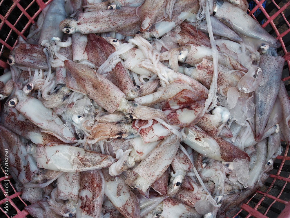 Fresh neritic squid in basket at the seafood market