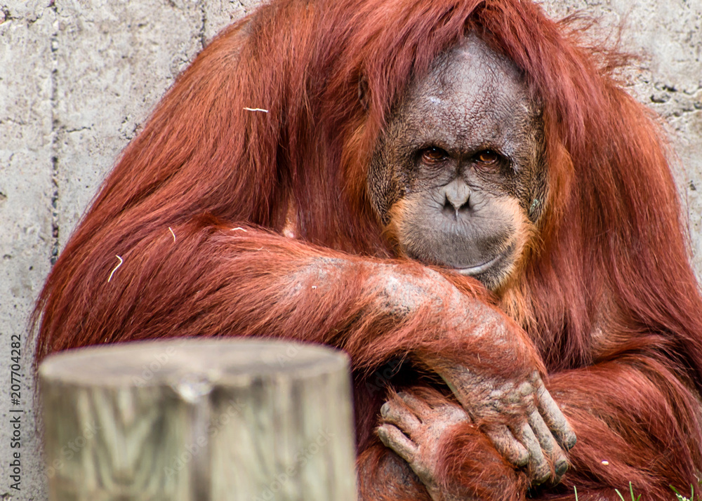 Obraz premium Close portrait of Sumatran orangutan