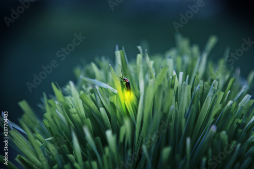 Firefly on grass at dusk photo