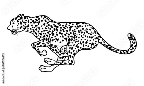 Leopard Panthera pardus.