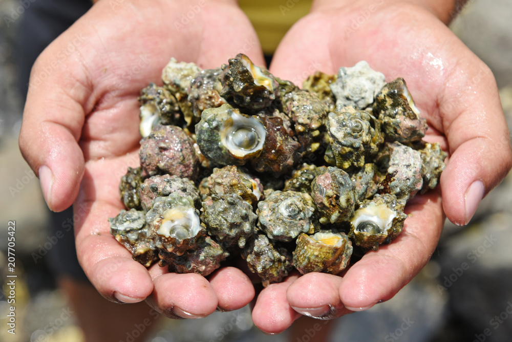 Close up of male hands holding snail shells. Close up of male hands holding snail shells.