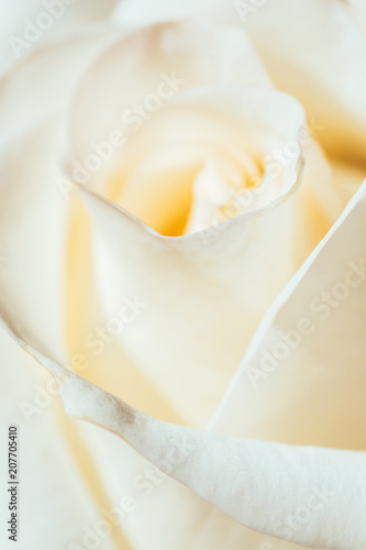 Gentle white rose. Festive bouquet