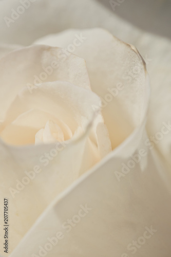 Petals of a delicate white rose. Festive bouquet, closeup