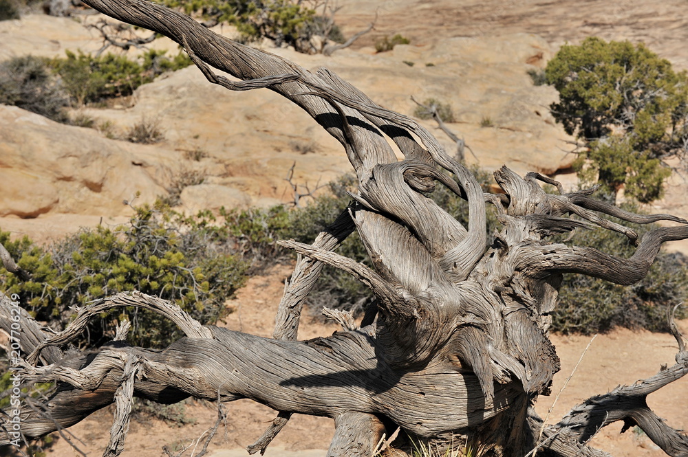 Dry trees on stony ground