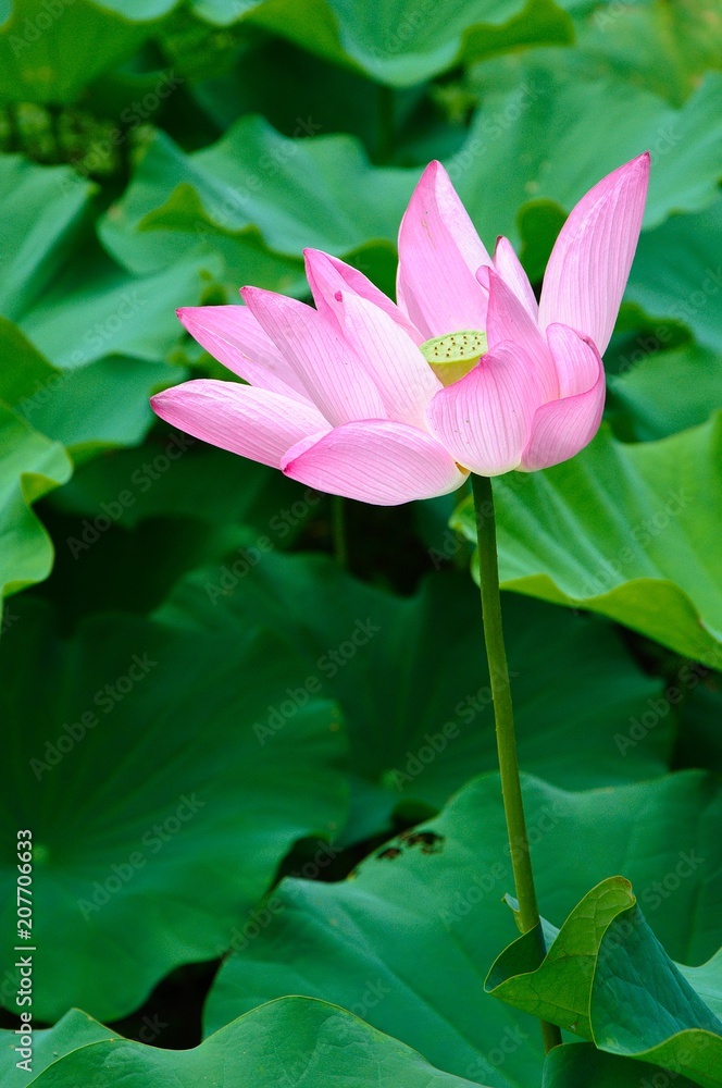 Obraz premium 蓮の花