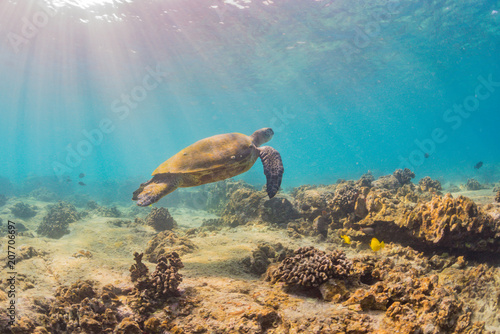 Turtle Swimming over Coral Reef