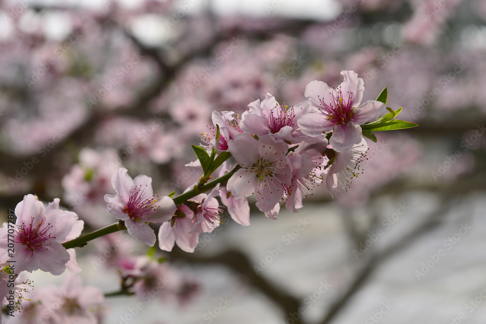 In full bloom in the peach blossom In full bloom in the peach blossom