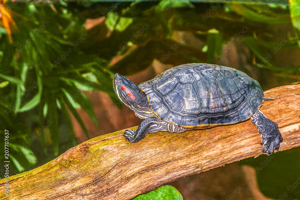 painted turtle on a log