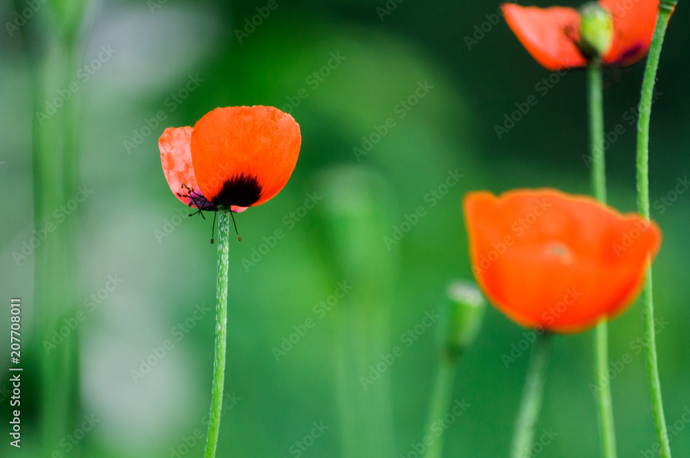 Obraz premium Red poppy