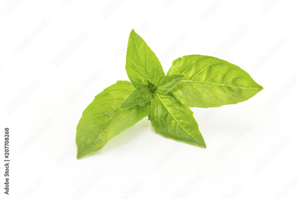 Basil Isolated on White Basil Isolated on White