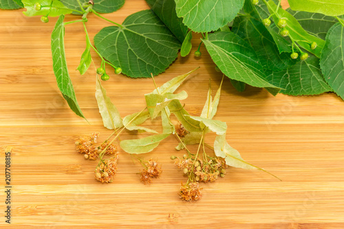 Fototapeta Naklejka Na Ścianę i Meble -  Dried linden flowers on bamboo surface against of fresh branch