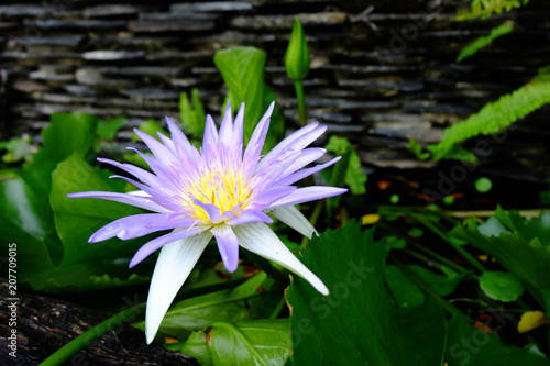 Close-up of beautiful perple lotus flower and green lotus leaf is background  Lotus flower has been admired as a sacred symbol.