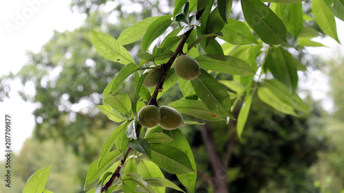 Apricot fruit that begins to open anew in early summer.