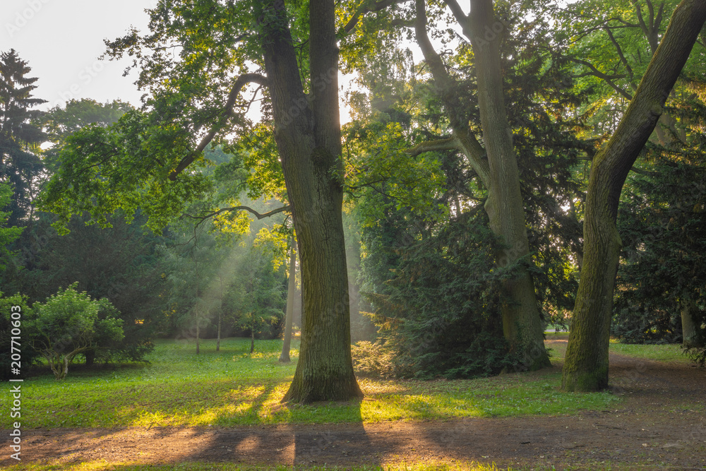Obraz premium sunbeams passing through the leaves of trees in the spring park