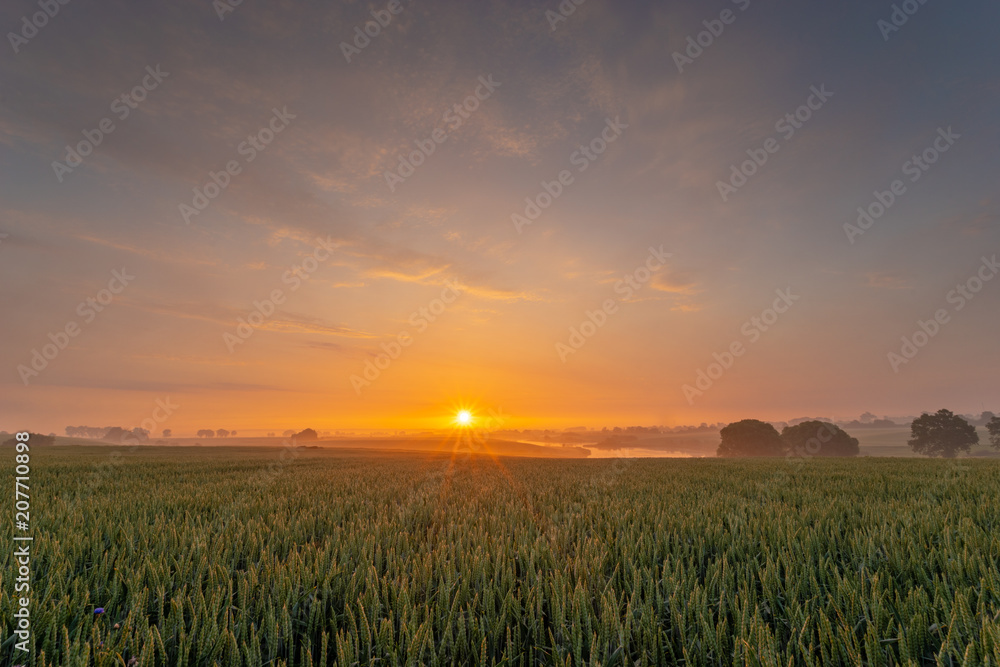 sunrise over the spring field of young grain