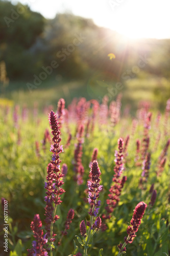 Salvia blossom in the meadow at sunset © sveten