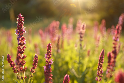Blurred salvia blossom in the meadow at sunset
