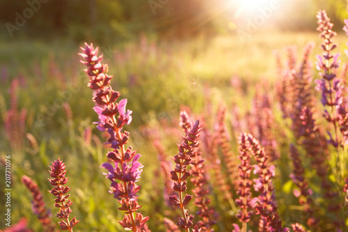 Salvia blossom in the meadow at sunset