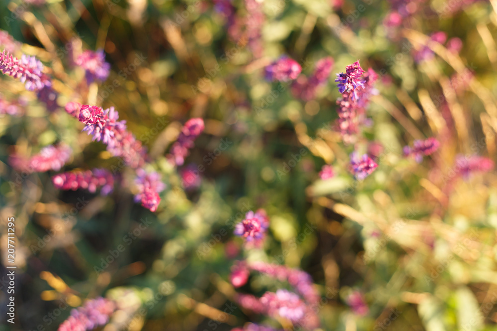 Salvia blossom in the meadow at sunset Salvia blossom in the meadow at sunset