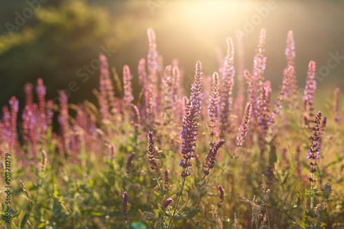Salvia blossom in the meadow at sunset