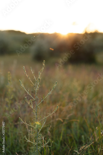 Sunset landscape in the meadow photo