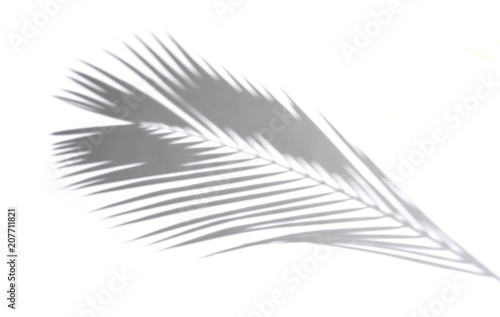 Shadows of coconut leaf on a white background.