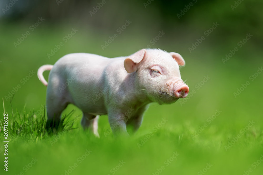 Newborn piglet on spring green grass Newborn piglet on spring green grass