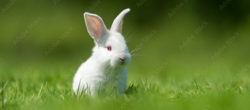 Naklejka premium Baby biały królik w trawie