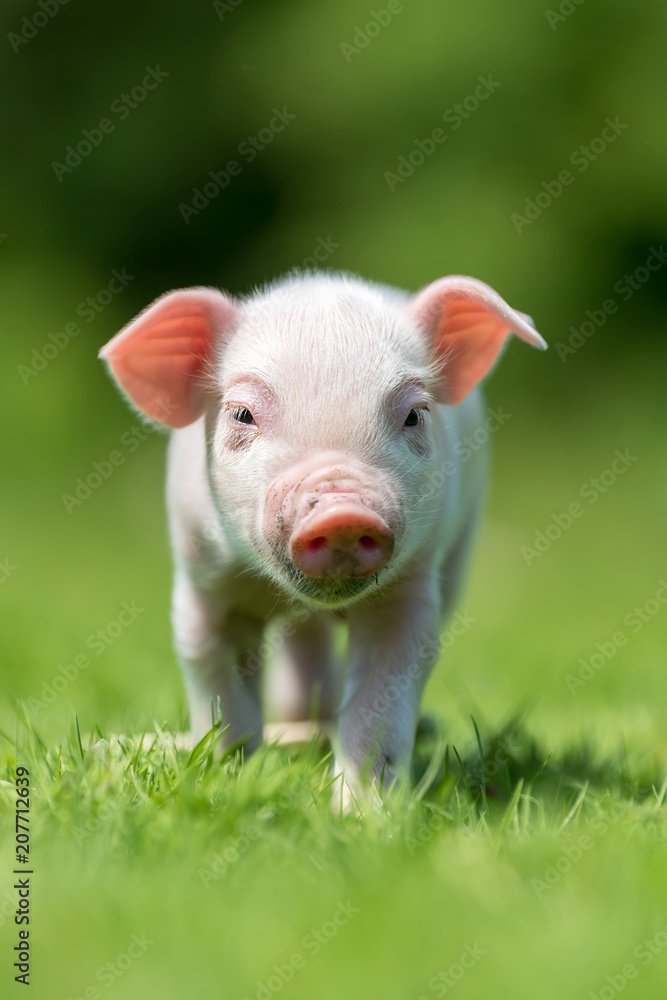 Newborn piglet on spring green grass Newborn piglet on spring green grass