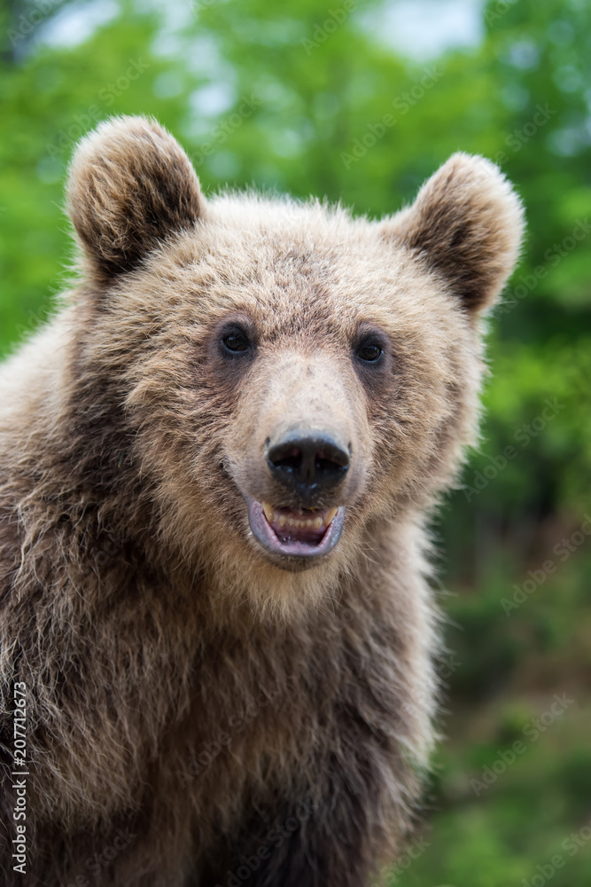 Brown bear (Ursus arctos) portrait in forest Brown bear (Ursus arctos) portrait in forest