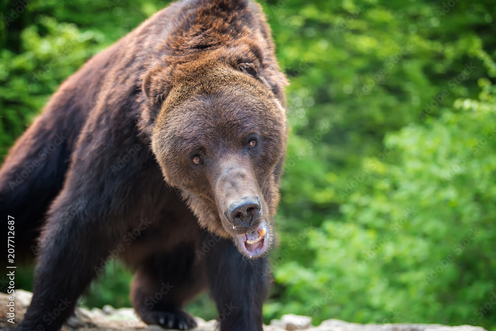 European brown bear in a forest landscape European brown bear in a forest landscape