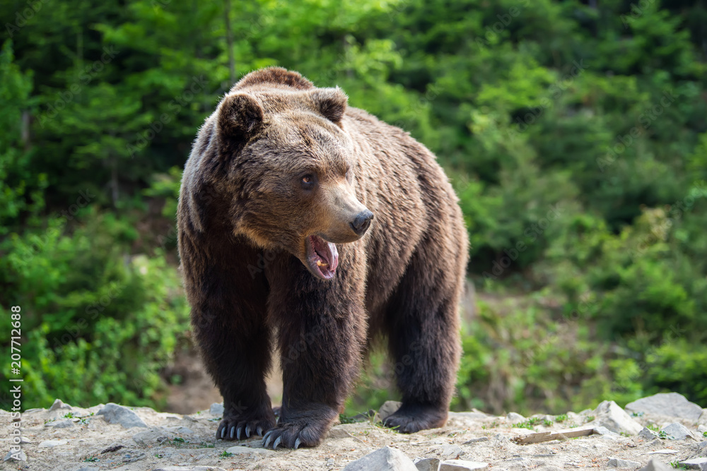 Naklejka premium European brown bear in a forest landscape